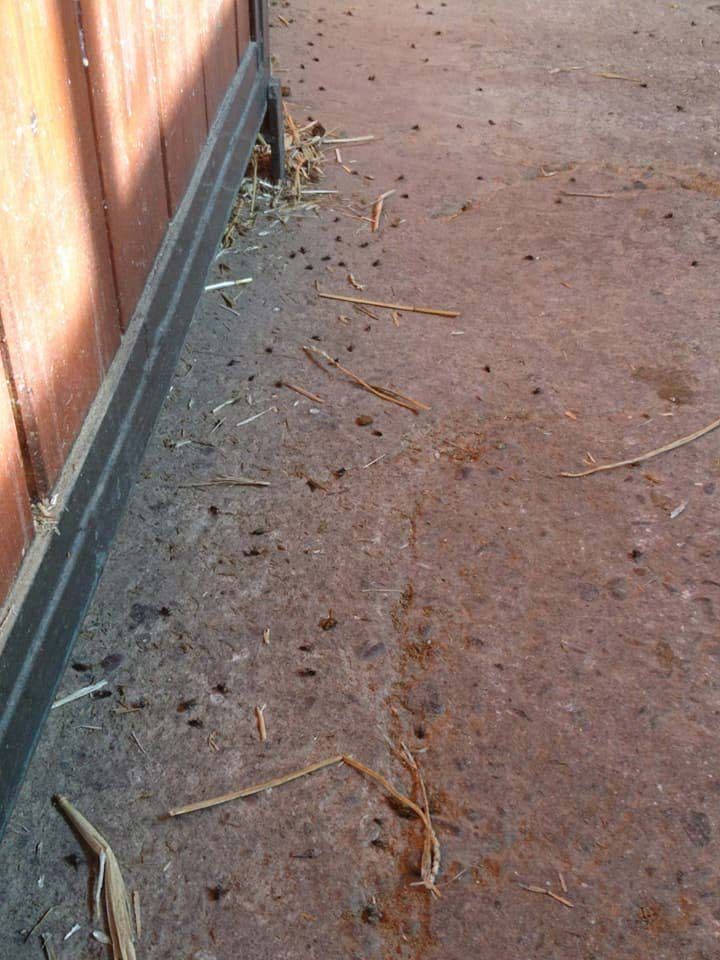 Una vista de cerca de pequeños excrementos de animales oscuros esparcidos sobre una superficie de patio de color marrón rojizo junto a una cerca de madera.