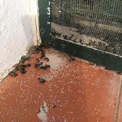 Hormigas muertas y pequeños restos granulares esparcidos sobre un suelo de baldosas rojas junto a una pared blanca y una malla oscura.