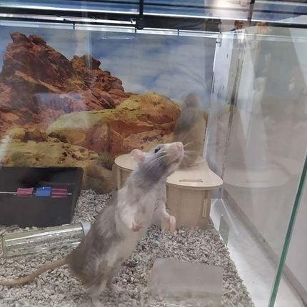 Una rata gris y blanca se encuentra de pie sobre sus patas traseras dentro de un recinto de vidrio con un fondo de temática desértica.