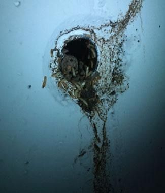 Una vista de cerca de un desagüe de fregadero oscuro y obstruido, cubierto de acumulación de suciedad, residuos oscuros y larvas pequeñas visibles con forma de gusano.