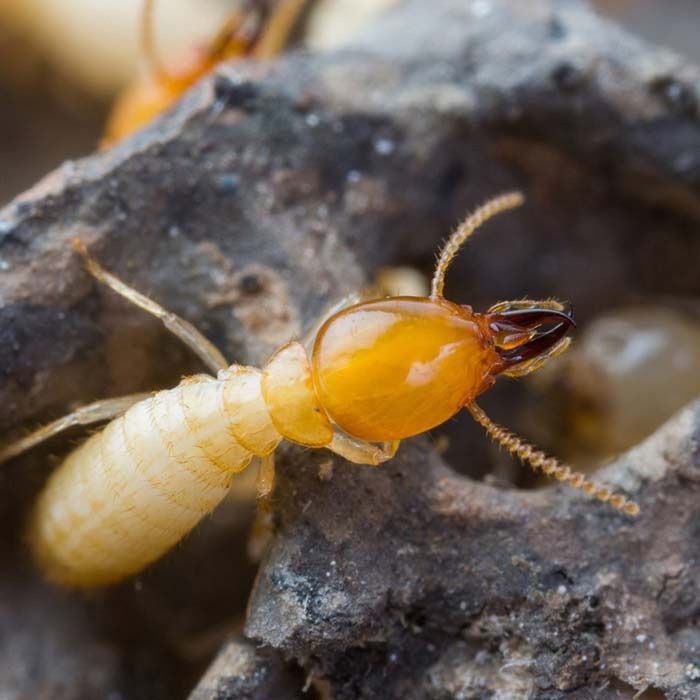 Una termita de color claro con una cabeza grande, anaranjada y endurecida y mandíbulas prominentes que se arrastran sobre madera oscura y texturizada.