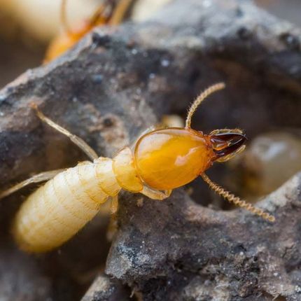 Una termita de color claro con una cabeza grande, anaranjada y endurecida y mandíbulas prominentes que se arrastran sobre madera oscura y texturizada.