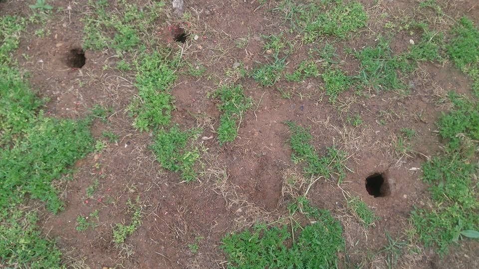 Varios agujeros pequeños y circulares en un parche de tierra y pasto ralo, probablemente creados por pequeños animales o insectos.