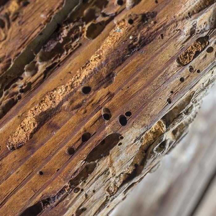 Primer plano de madera desgastada y marrón llena de pequeños agujeros y túneles causados ​​por insectos perforadores de madera.
