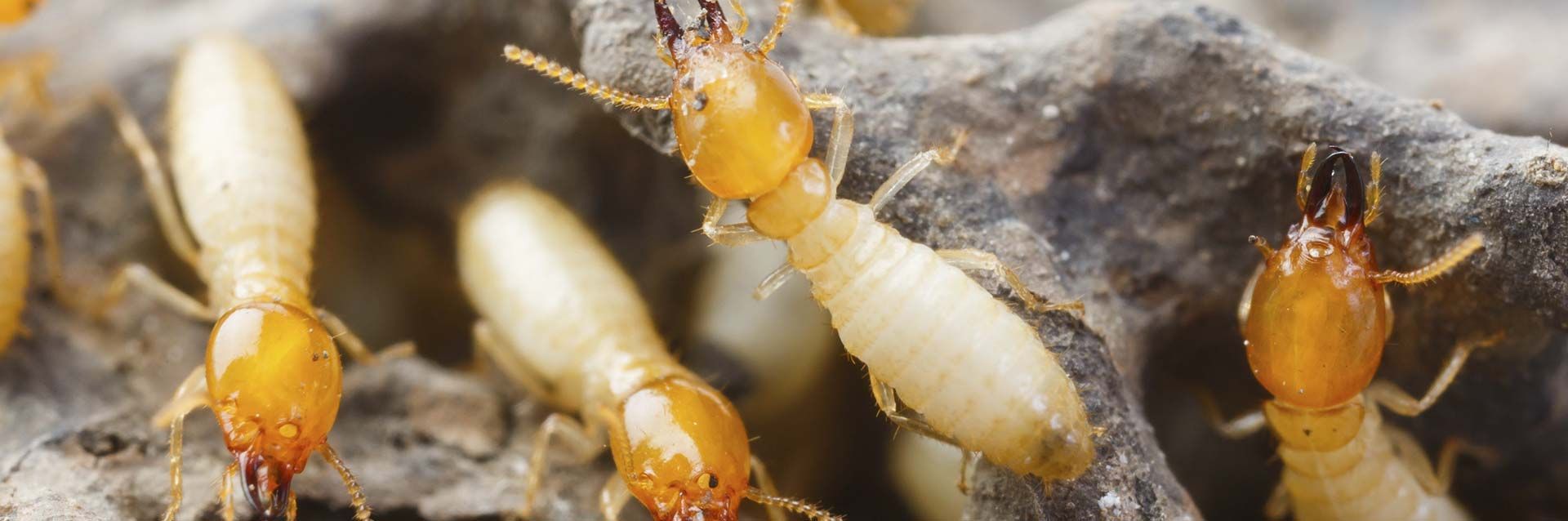 Un grupo de termitas de color claro con cabezas y pinzas de color marrón dorado que se arrastran sobre un material oscuro y texturizado.