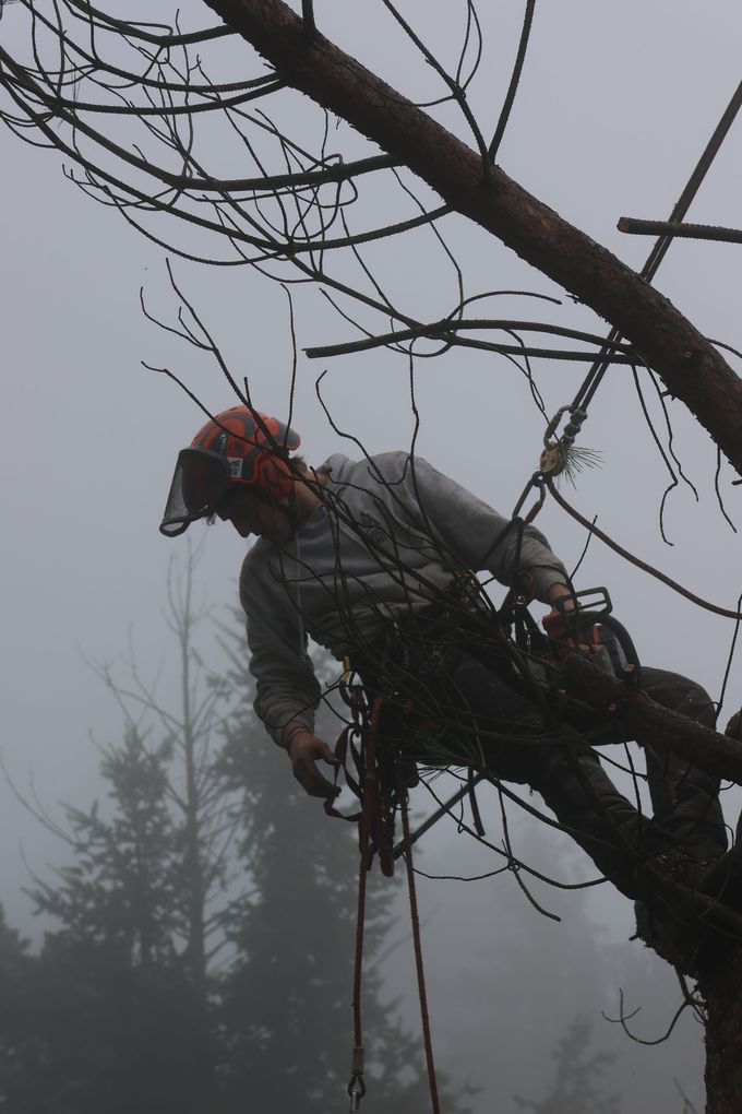 Arboriste-grimpeur sur une branche