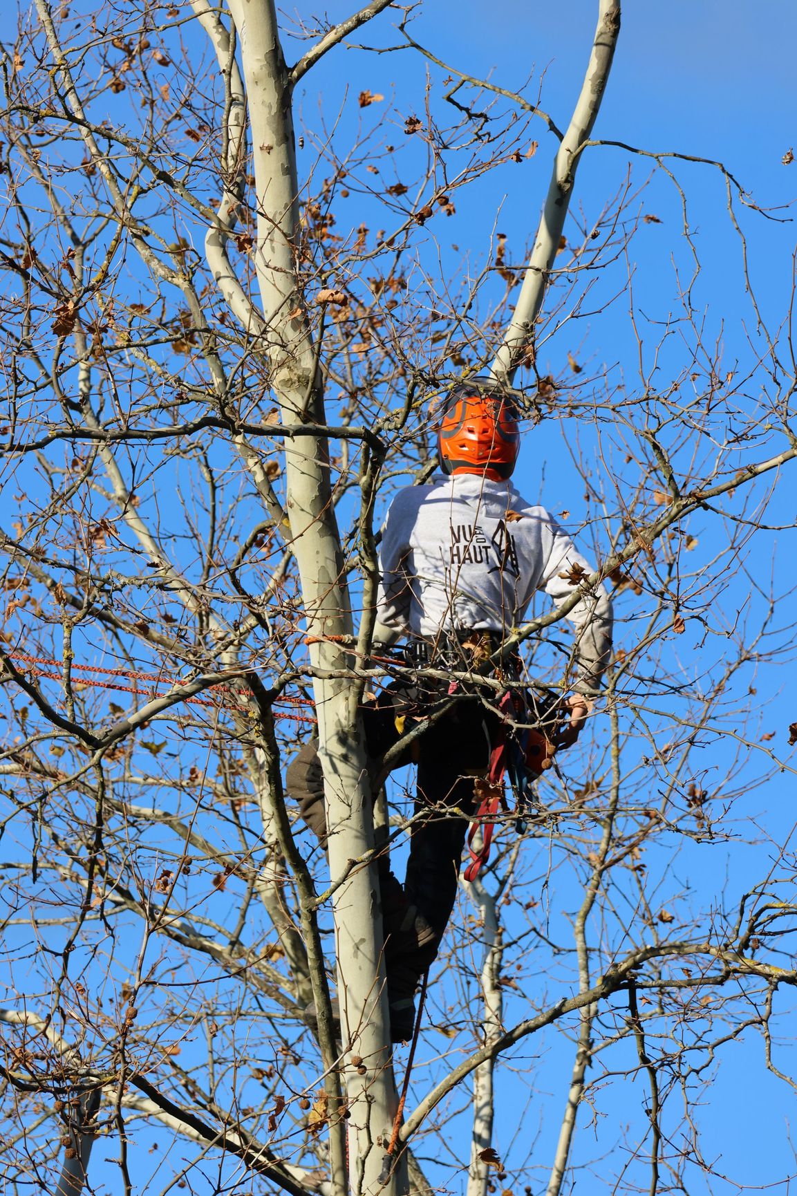 Élagueur en train d'abattre un arbre