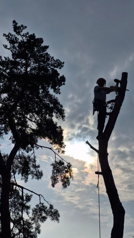 Élagueur  qui abbat un arbre