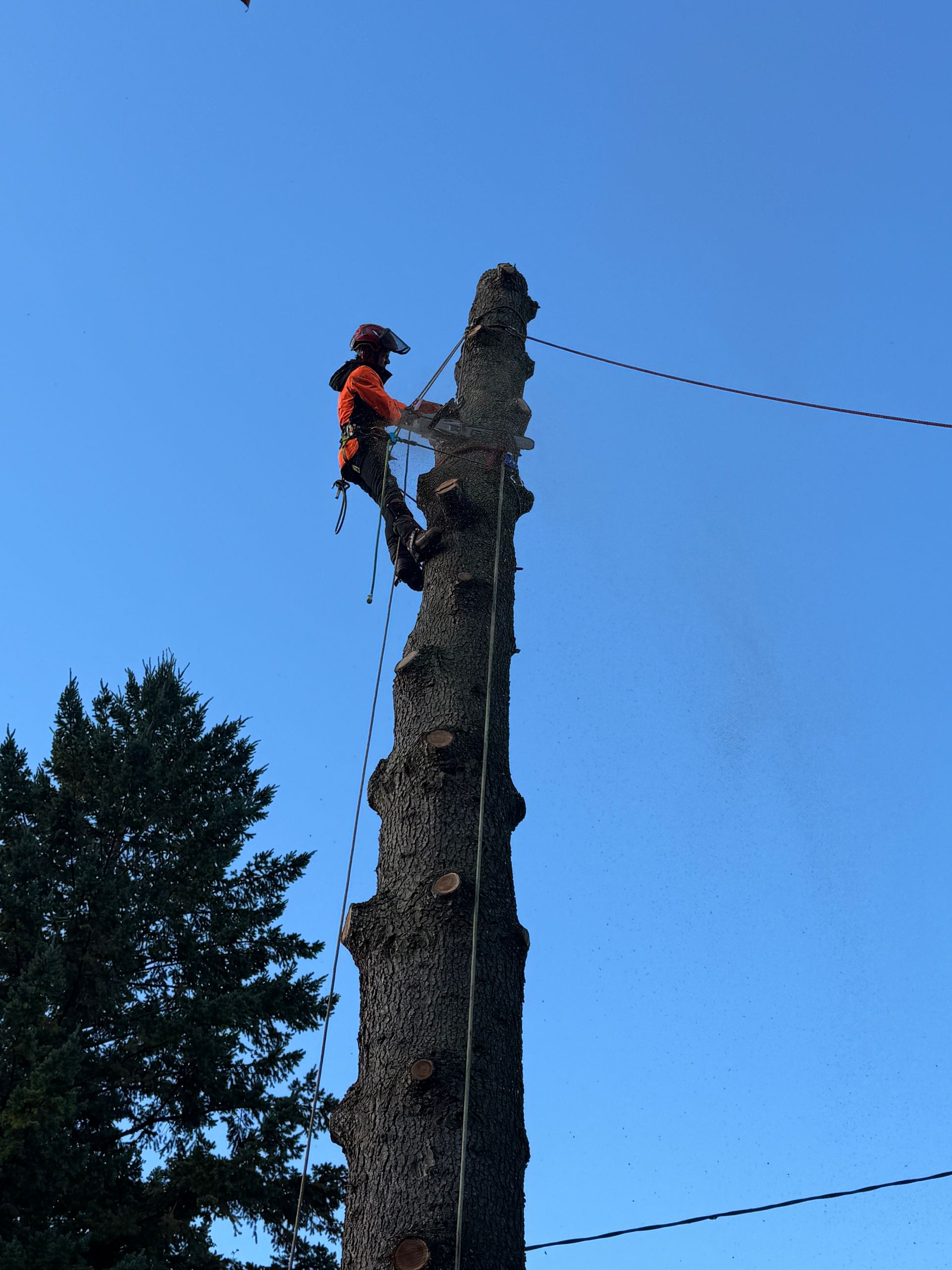 Élagueur dans une nacelle