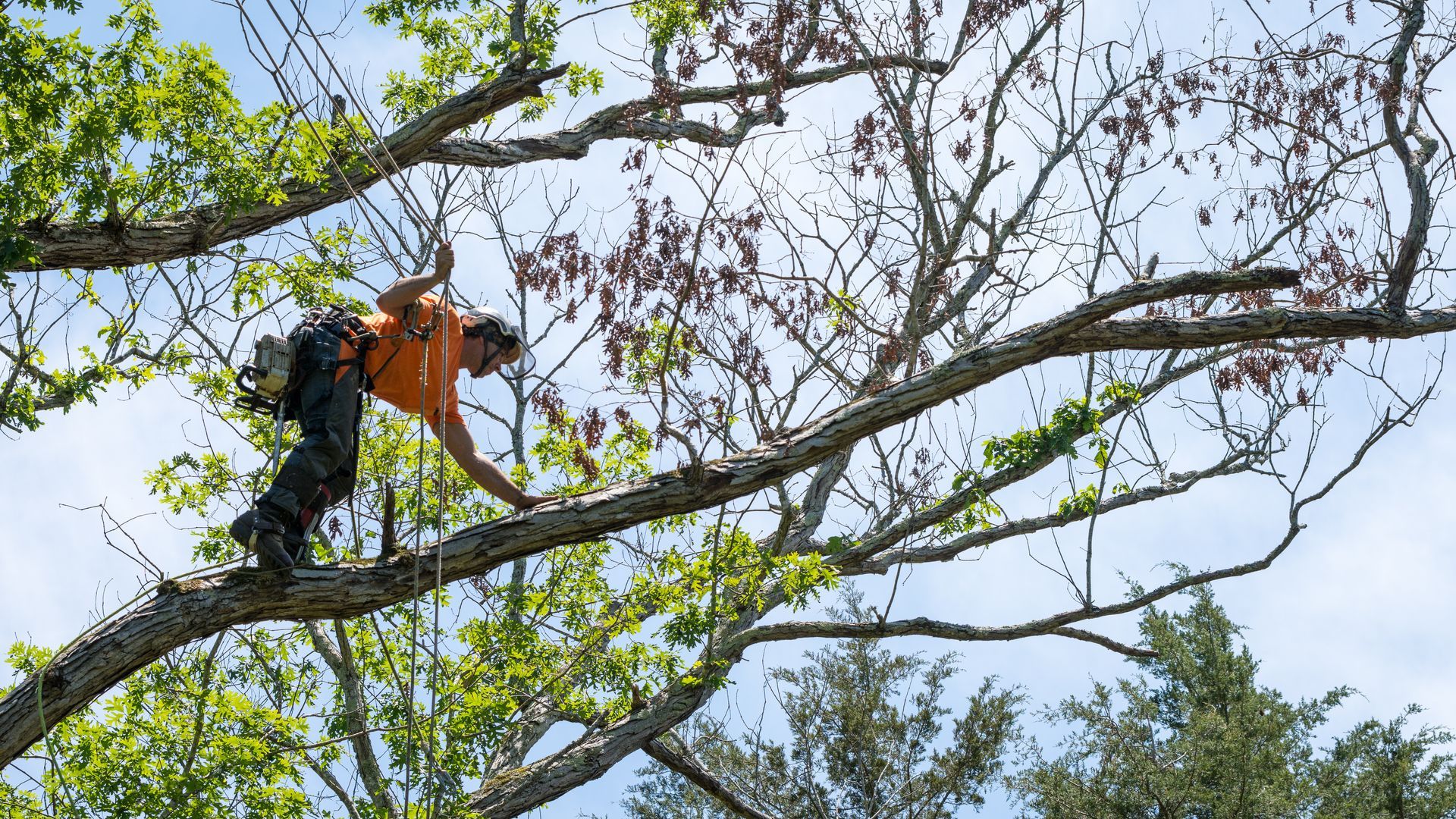 Élagueur sur une branche