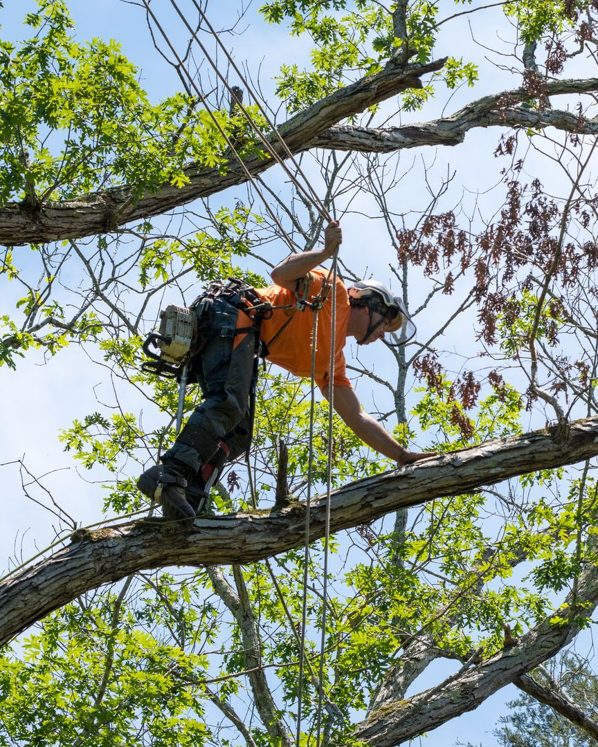 Élagueur dans un arbre