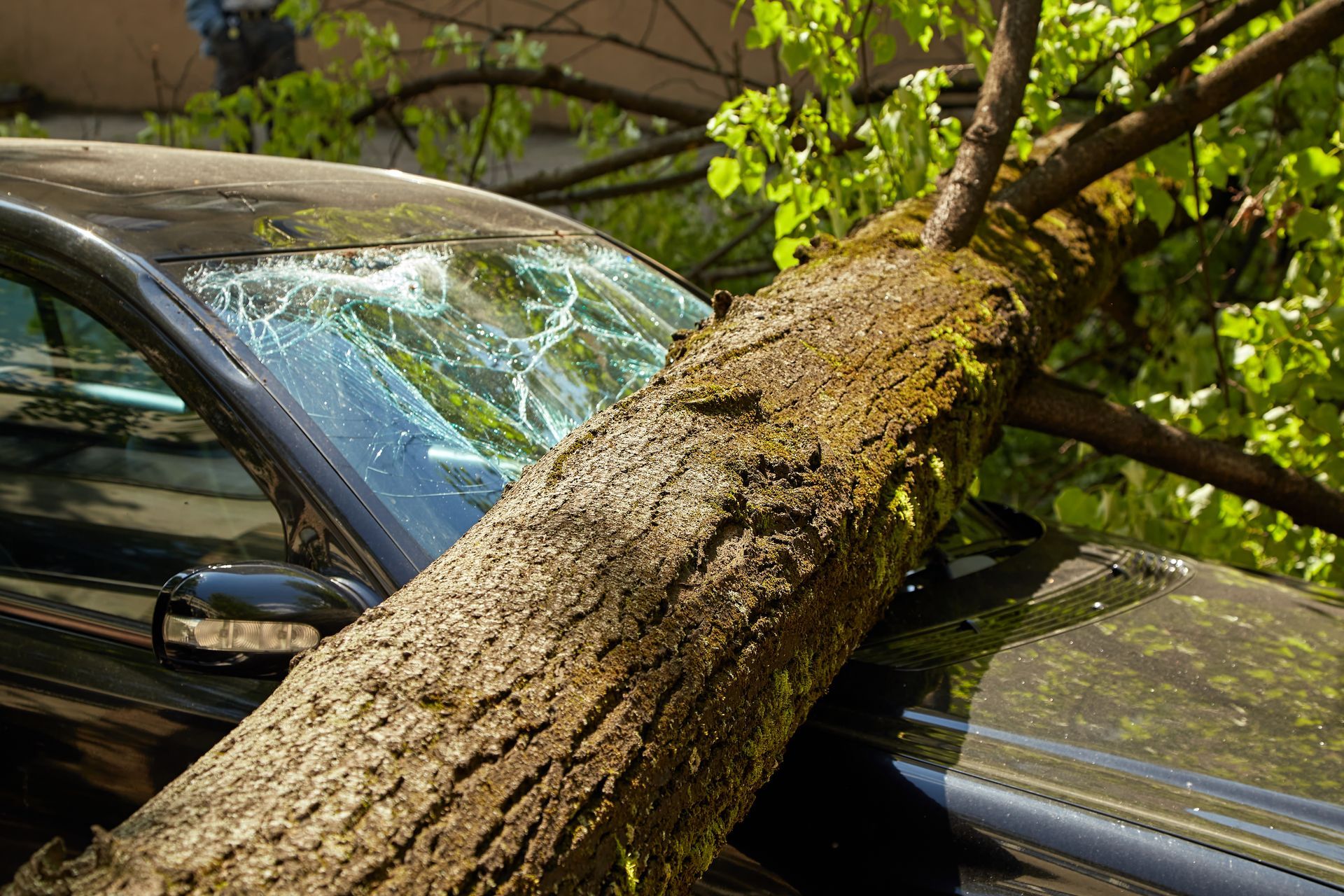 Arbre tombé sur une voiture