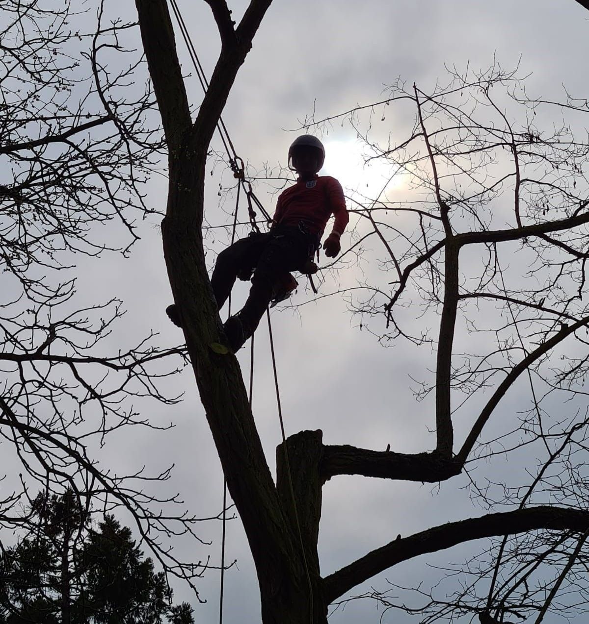 Ouvrier opérant sur un arbre à élaguer