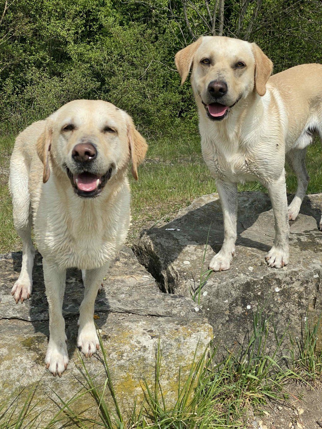 Menzi / Saner / Derendinger