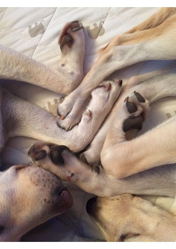 Menzi / Saner / Derendinger