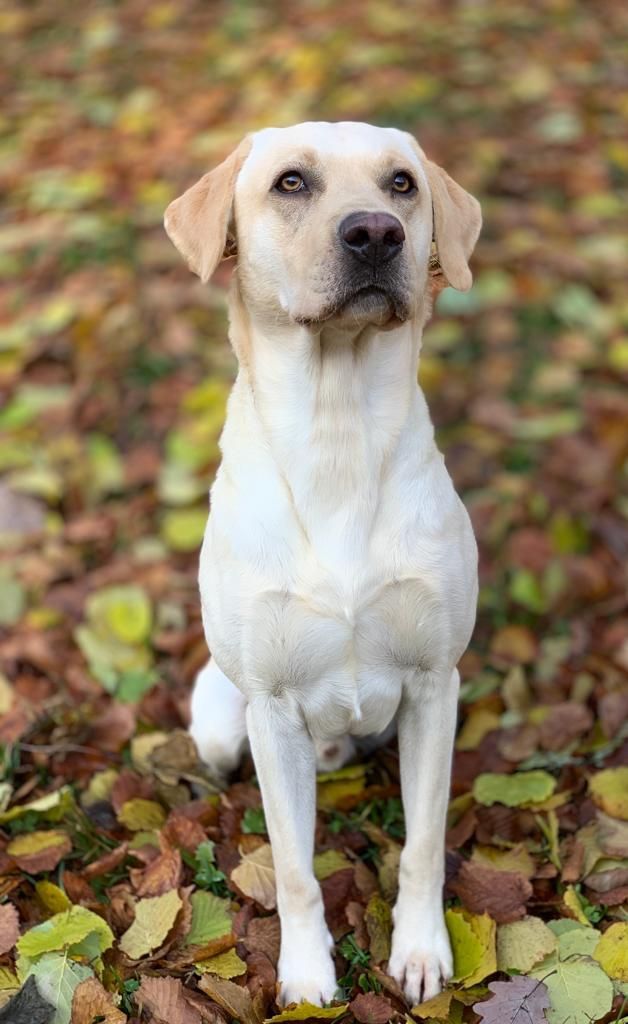 Menzi / Saner / Derendinger