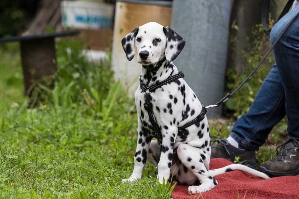 Menzi / Saner / Derendinger