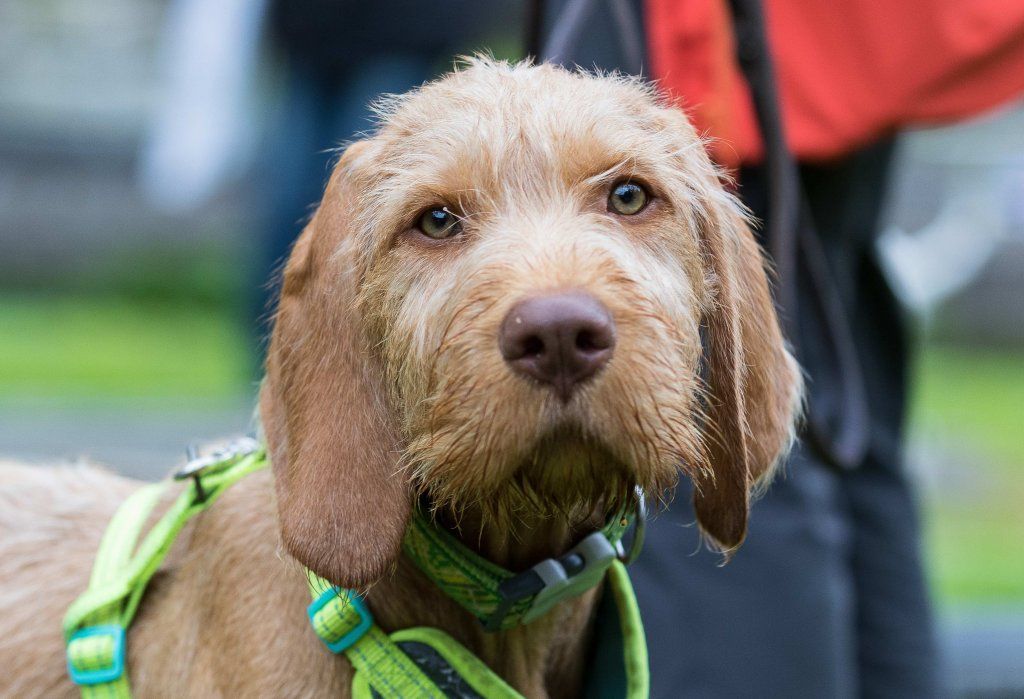 Menzi / Saner / Derendinger