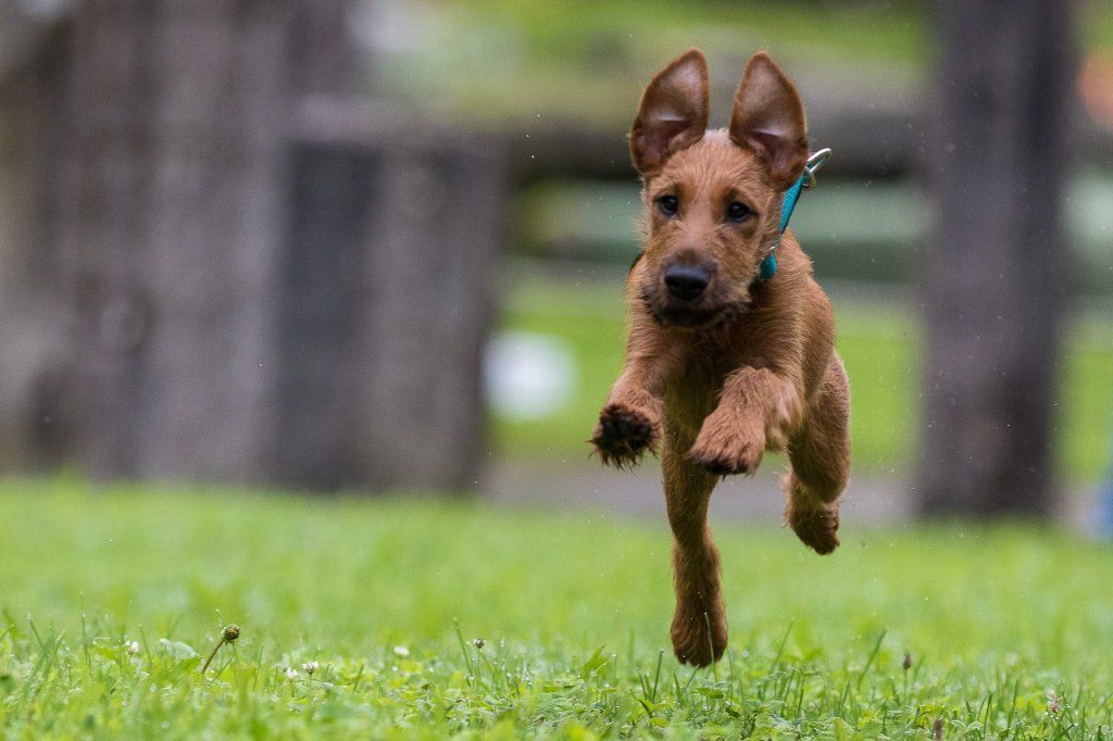 Menzi / Saner / Derendinger