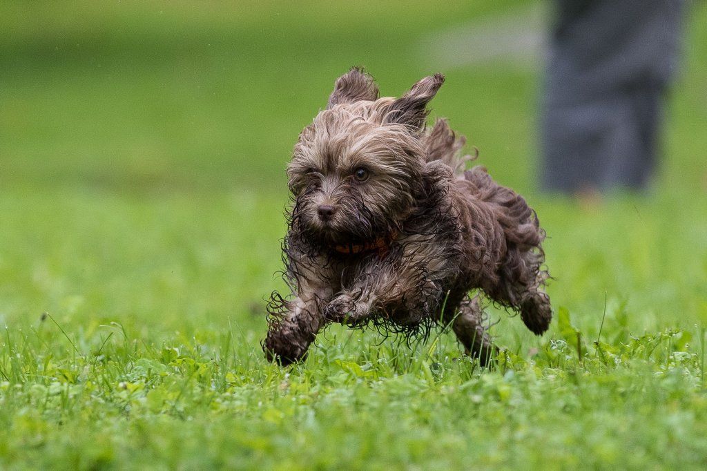 Menzi / Saner / Derendinger