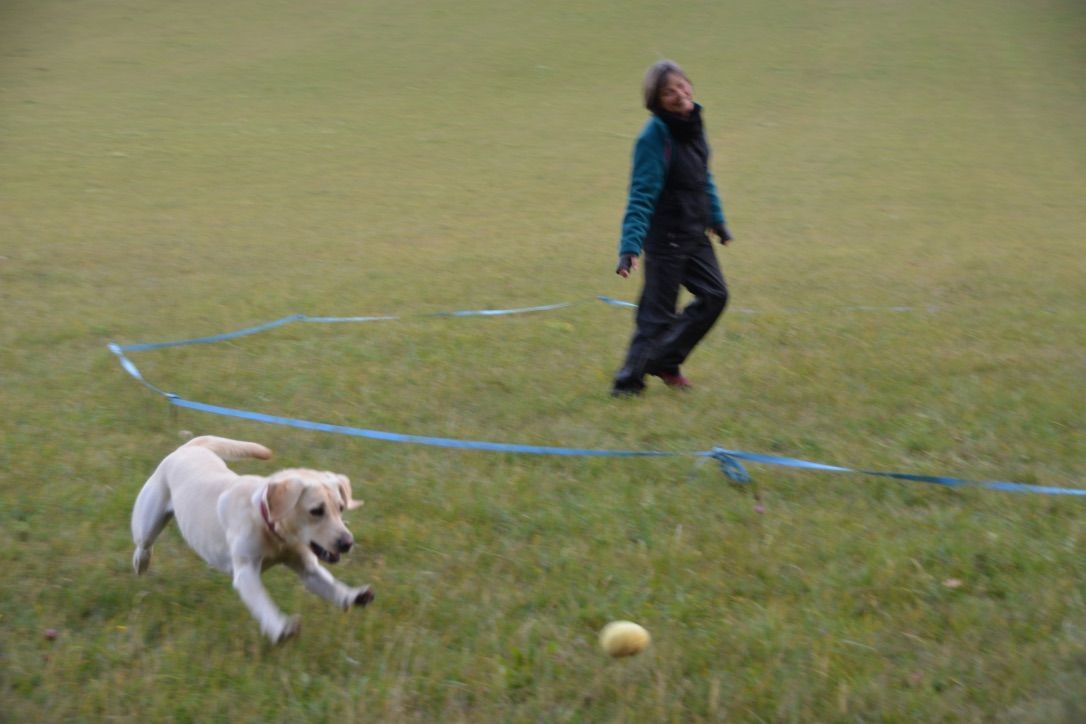 Menzi / Saner / Derendinger