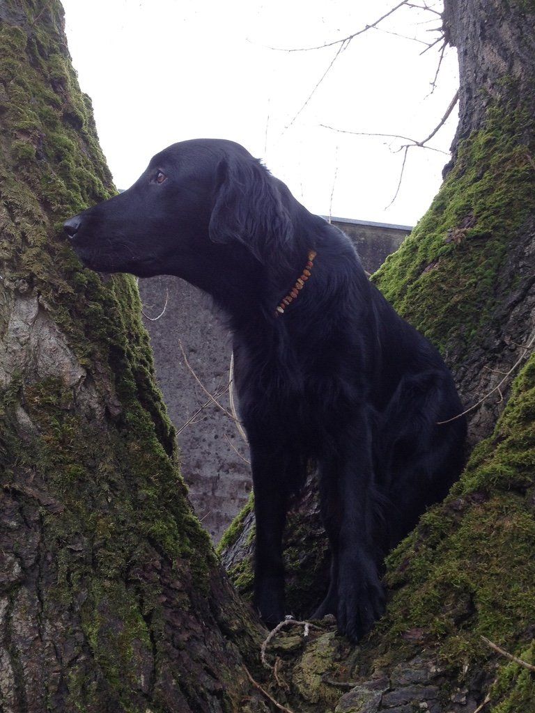 Menzi / Saner / Derendinger