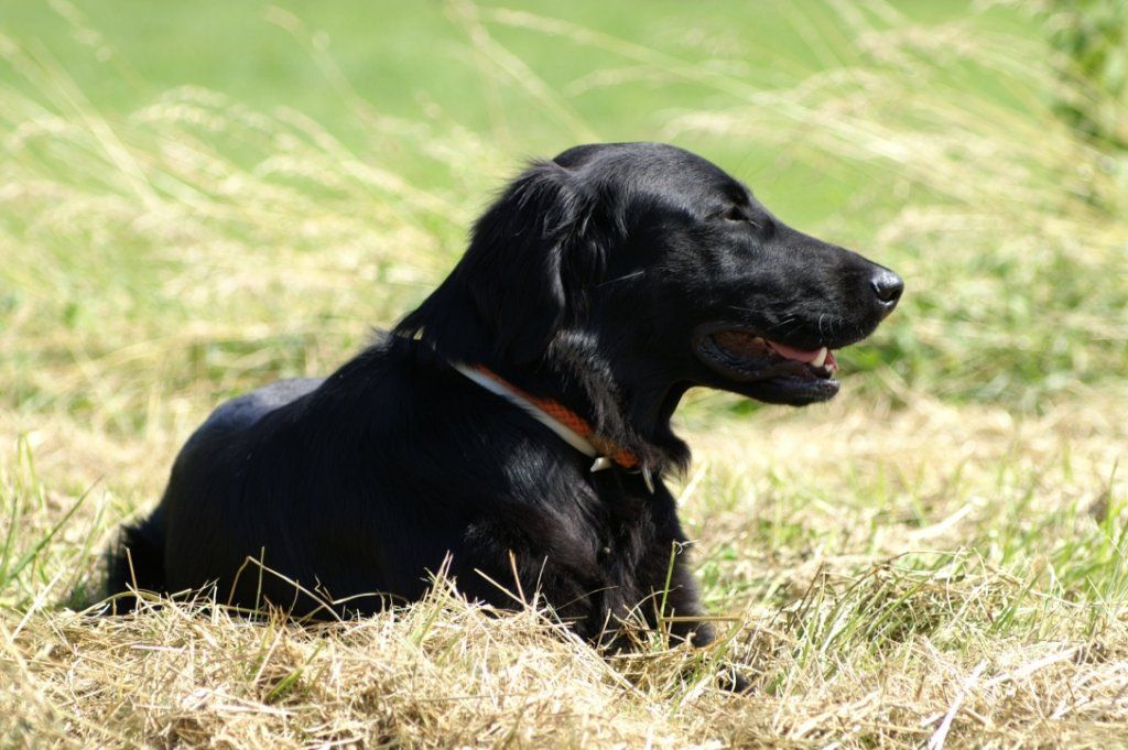 Menzi / Saner / Derendinger