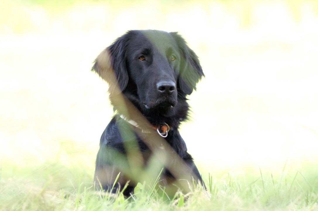 Menzi / Saner / Derendinger