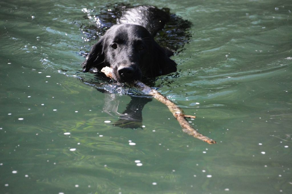 Menzi / Saner / Derendinger