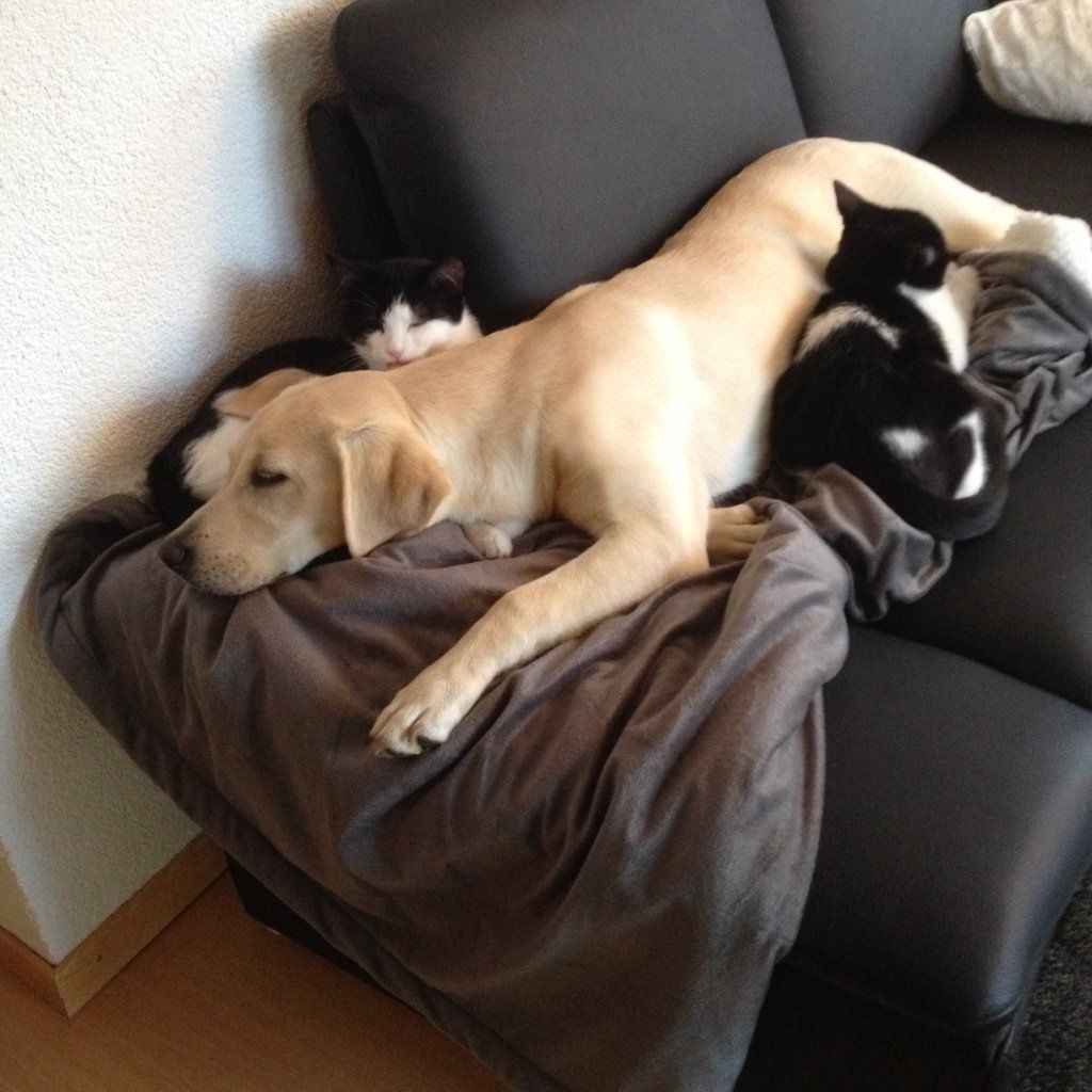 Menzi / Saner / Derendinger