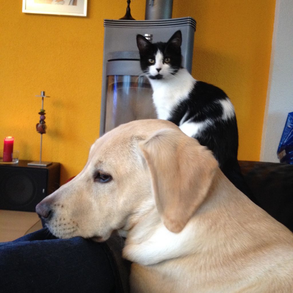 Menzi / Saner / Derendinger