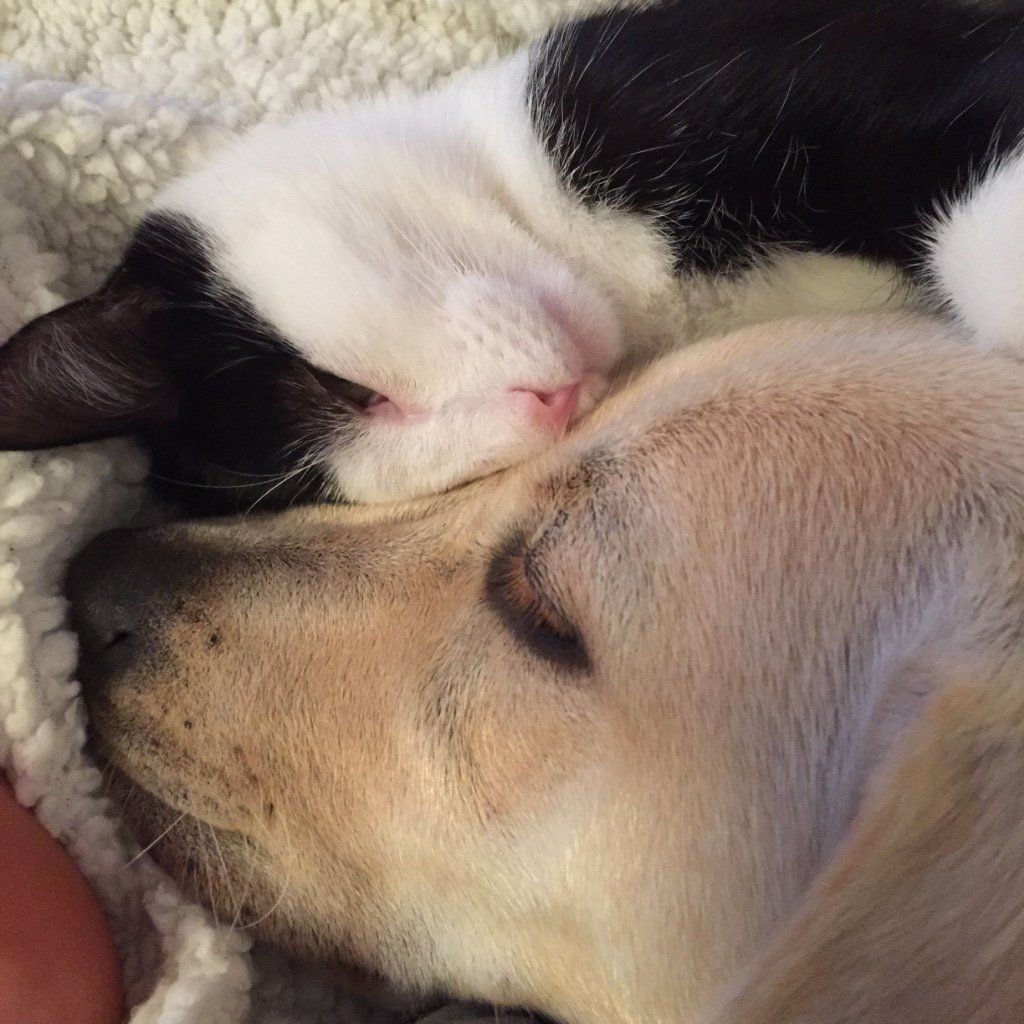 Menzi / Saner / Derendinger