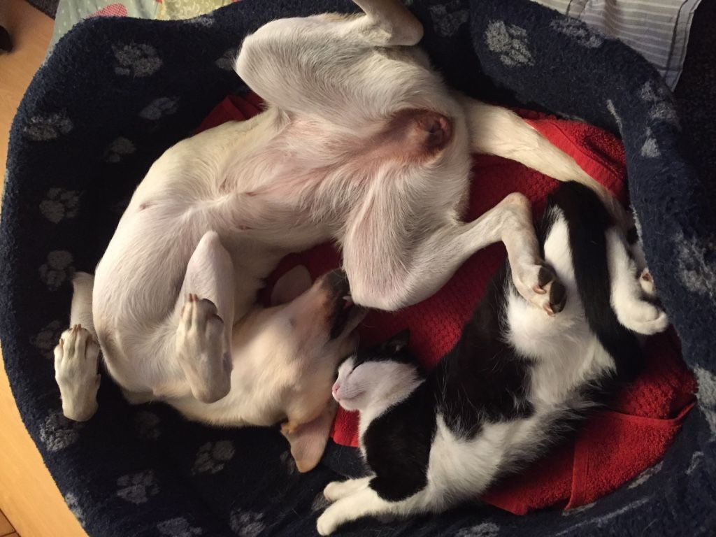 Menzi / Saner / Derendinger