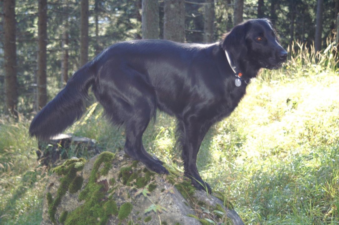 Menzi / Saner / Derendinger