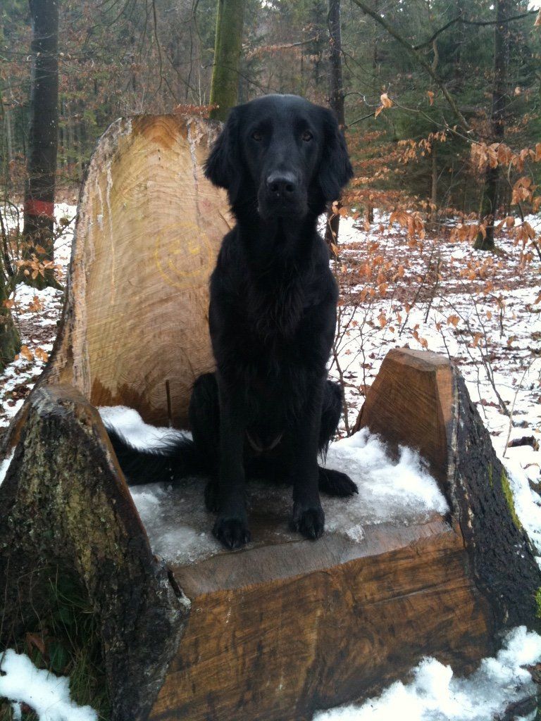 Menzi / Saner / Derendinger