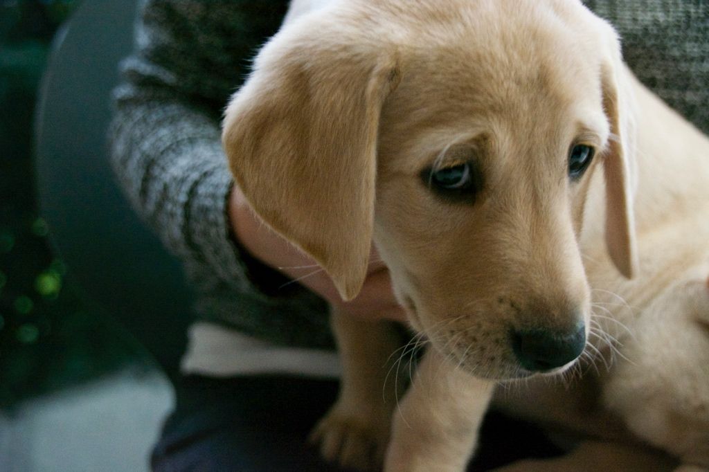 Menzi / Saner / Derendinger