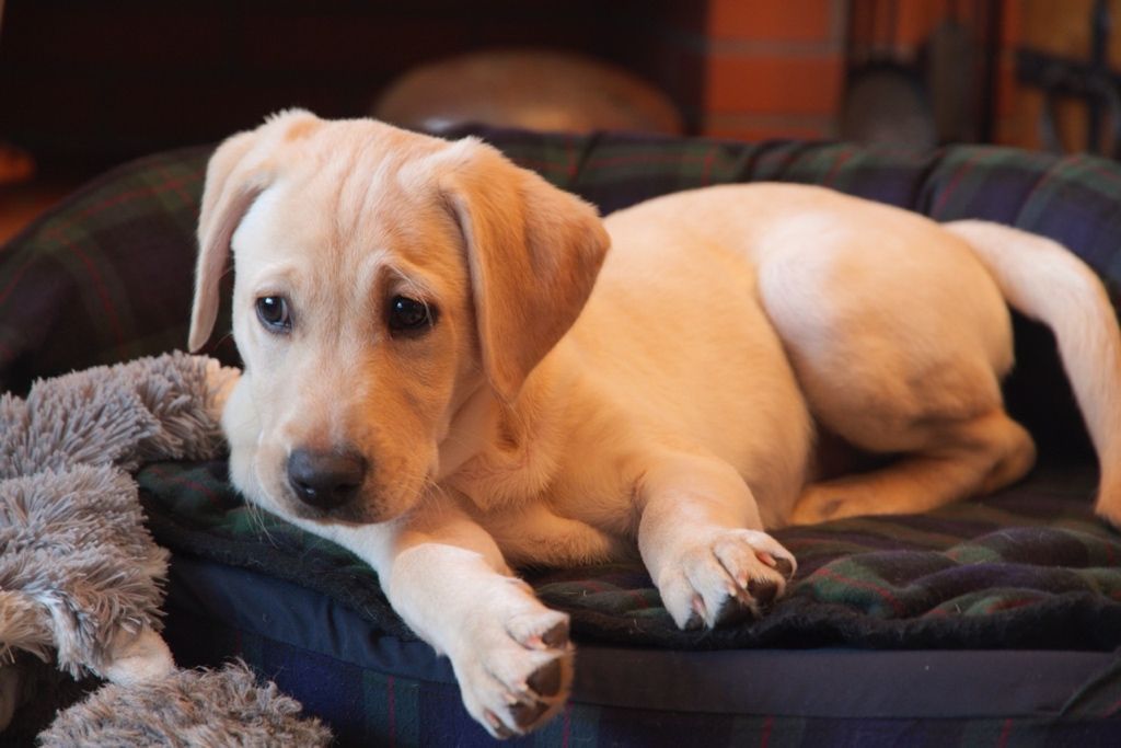 Menzi / Saner / Derendinger