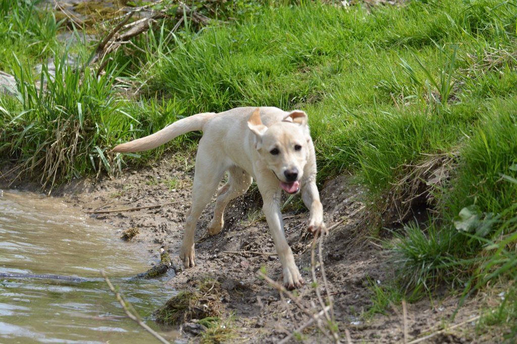 Menzi / Saner / Derendinger