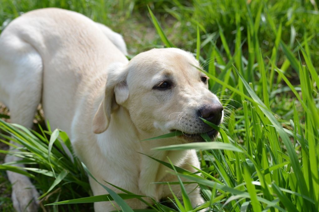 Menzi / Saner / Derendinger