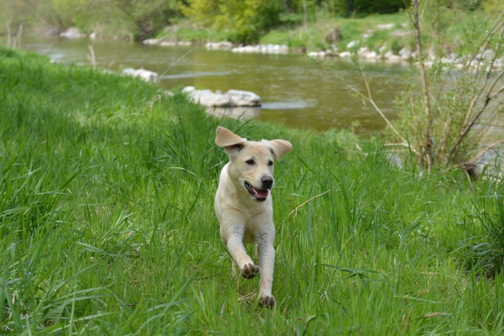 Menzi / Saner / Derendinger