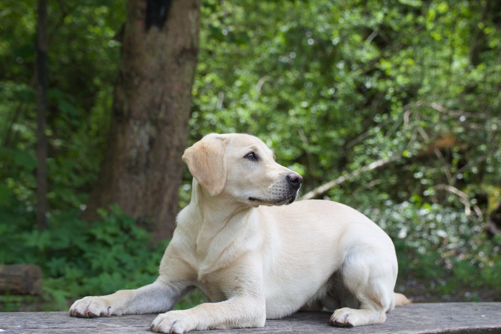 Menzi / Saner / Derendinger