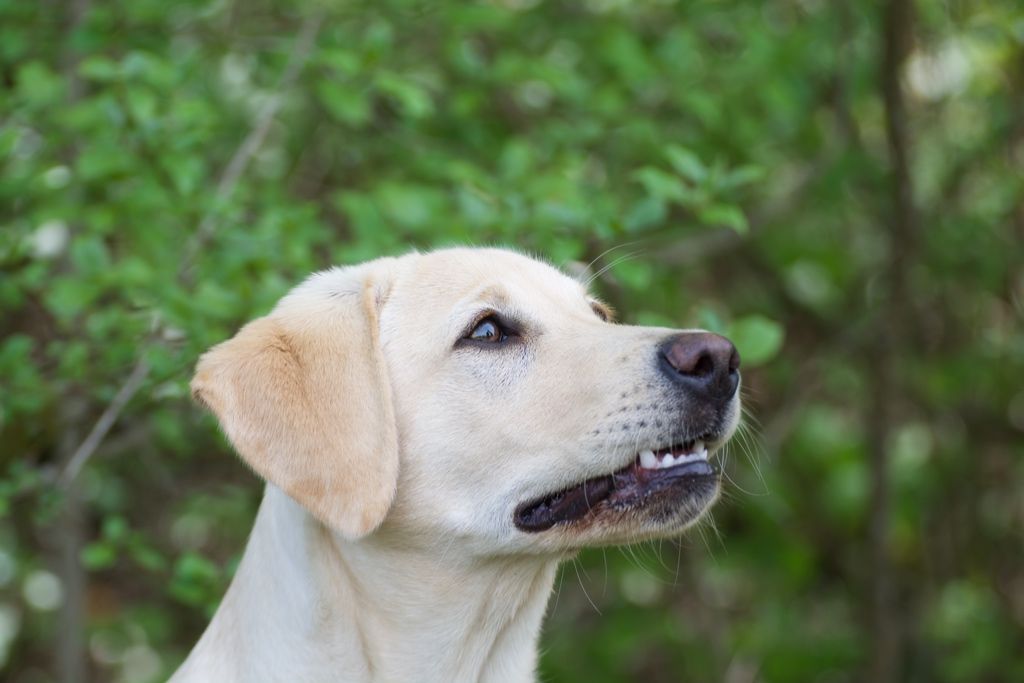 Menzi / Saner / Derendinger