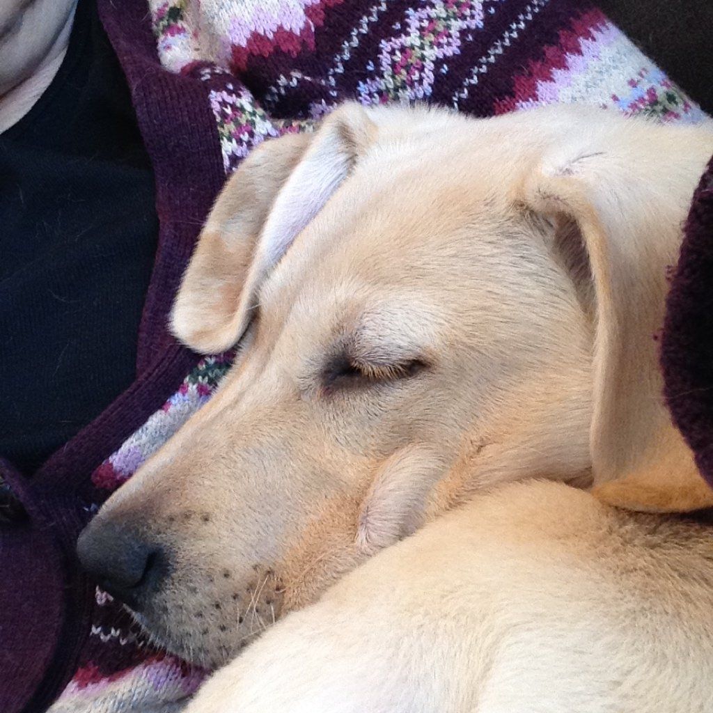 Menzi / Saner / Derendinger