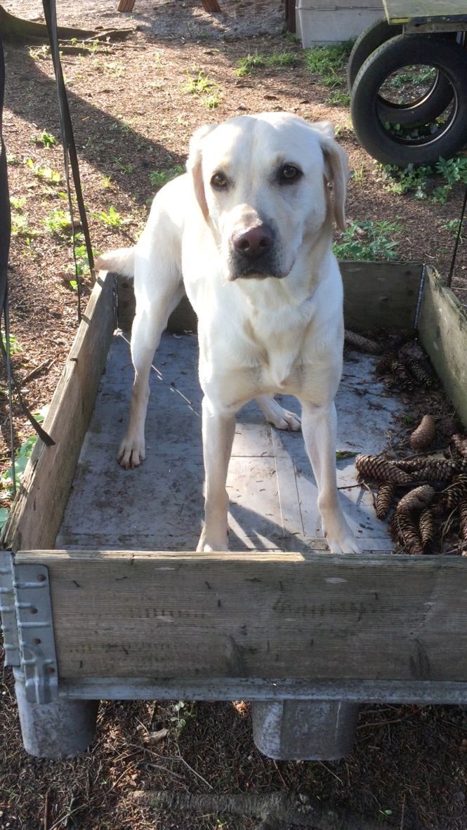 Menzi / Saner / Derendinger