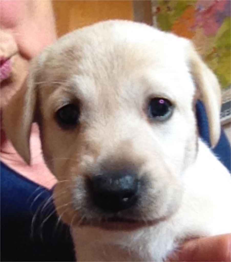 Menzi / Saner / Derendinger