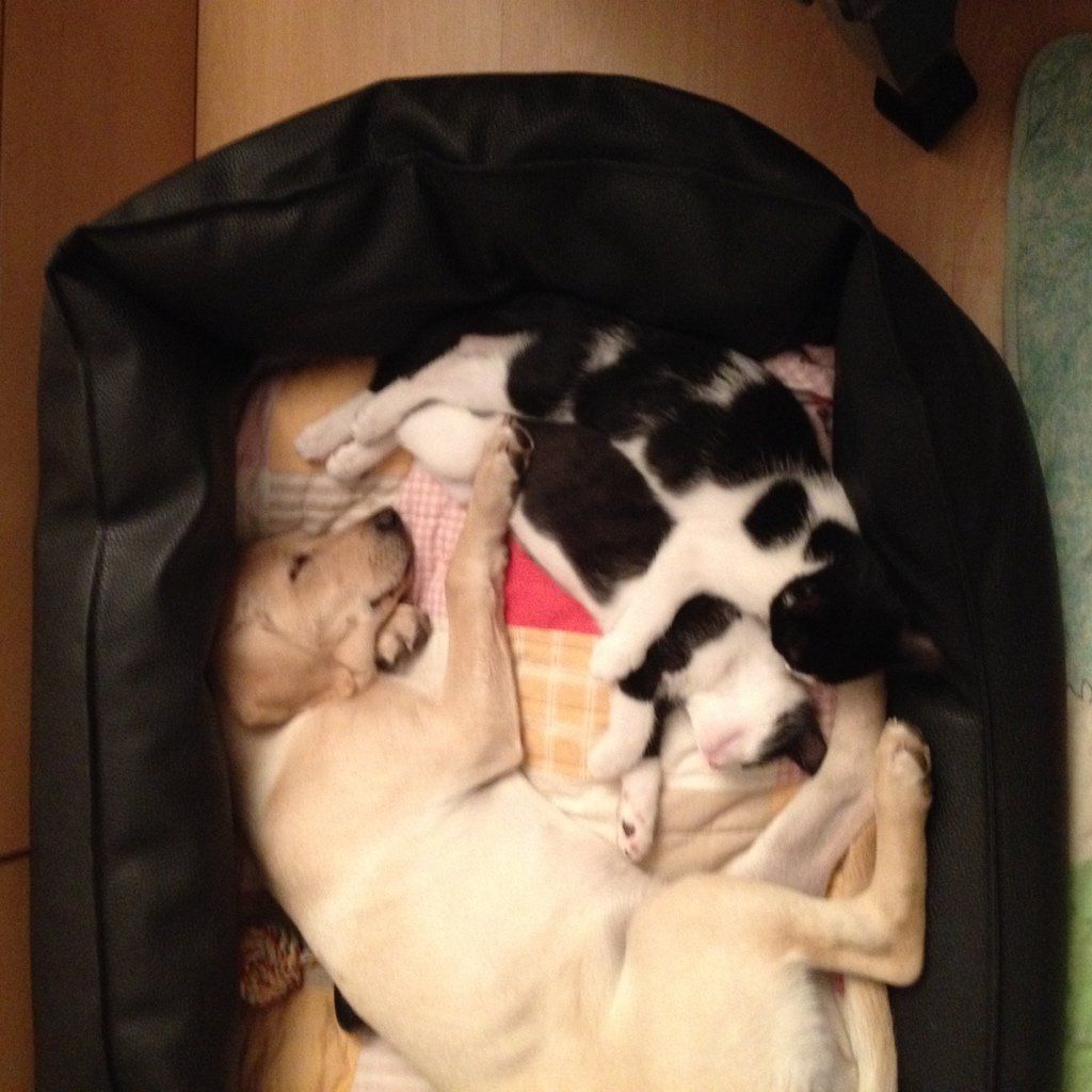 Menzi / Saner / Derendinger