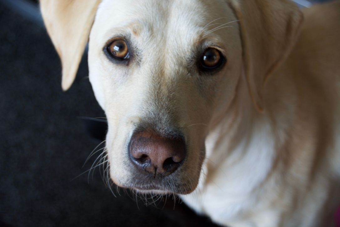 Menzi / Saner / Derendinger