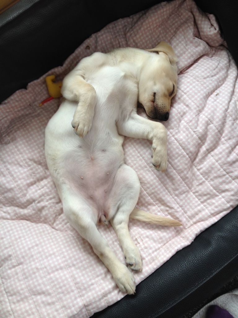 Menzi / Saner / Derendinger