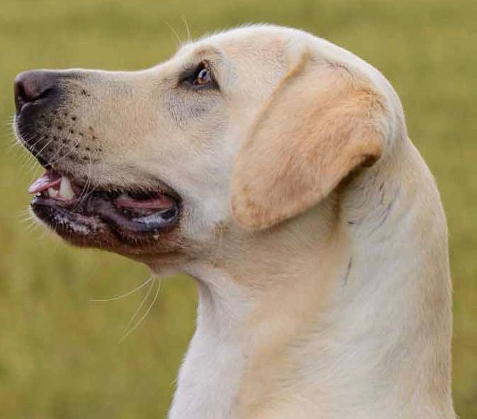 Menzi / Saner / Derendinger