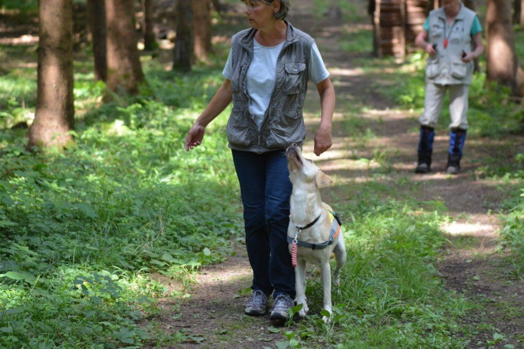 Menzi / Saner / Derendinger